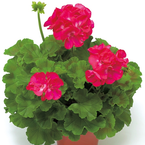 送料無料 ゼラニウム カリオペダークレッド5号鉢 6株セット 草花の苗 園芸ネット 本店 通販 ア 発根済みゼラニウムカリオペダークレッド ４センチポット発送 Cmpramosmejia Com Ar
