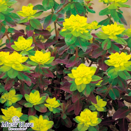 ユーフォルビア ボンファイヤー 種 苗 ガーデニング用品の タキイネット通販