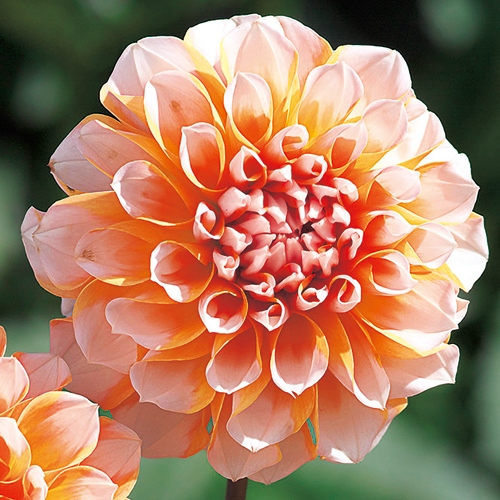 ダリア ポートライトペアビューティー 種 苗 ガーデニング用品の タキイネット通販