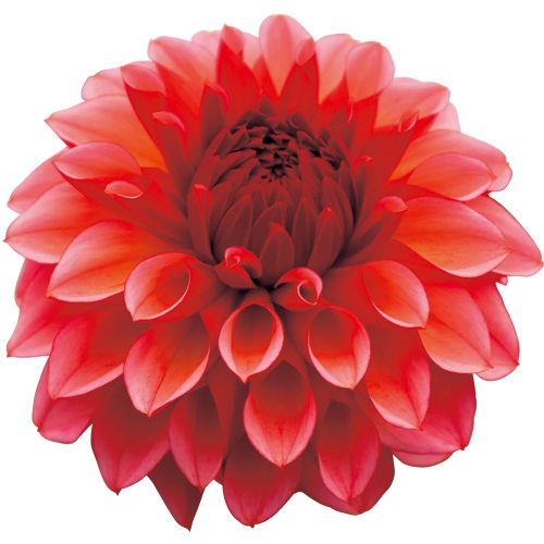 ダリア ピーチマカロン 種 苗 ガーデニング用品の タキイネット通販