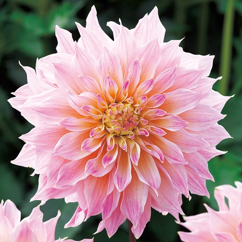 ダリア 大輝 種 苗 ガーデニング用品の タキイネット通販