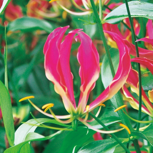 グロリオサ ローズクイーン 種 苗 ガーデニング用品の タキイネット通販