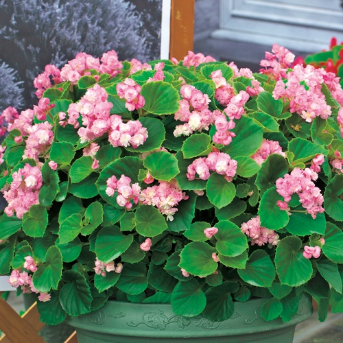 ベゴニア ボンボリーナ キャンディピンク 種 苗 ガーデニング用品の タキイネット通販