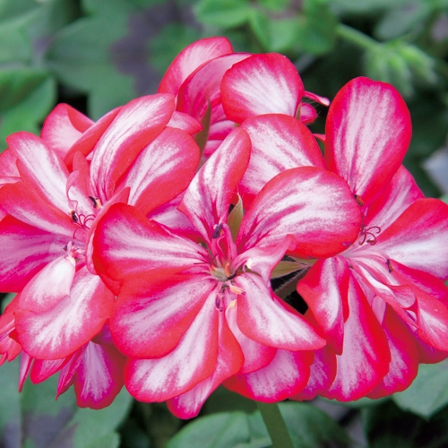 栄養系アイビーゼラニューム ロイヤル キャンディチョック 種 苗 ガーデニング用品の タキイネット通販