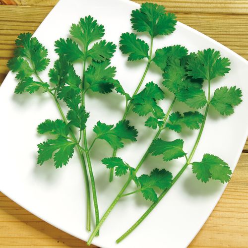 ハーブ コリアンダー パクチー 種 苗 ガーデニング用品の タキイネット通販