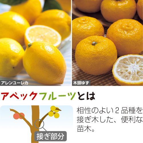 アベックフルーツ レモン ゆず 種 苗 ガーデニング用品の タキイネット通販