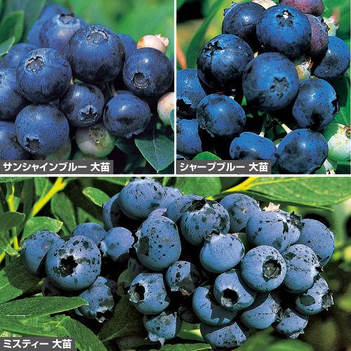 人気のブルーベリー大苗 セット 種 苗 ガーデニング用品の タキイネット通販