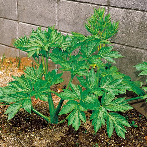 あしたば 種 苗 ガーデニング用品の タキイネット通販