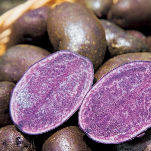 じゃがいも シャドークイーン 種 苗 ガーデニング用品の タキイネット通販