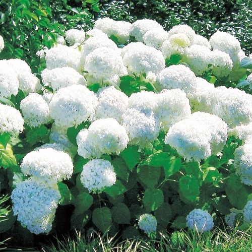 アジサイ アナベル 種 苗 ガーデニング用品の タキイネット通販