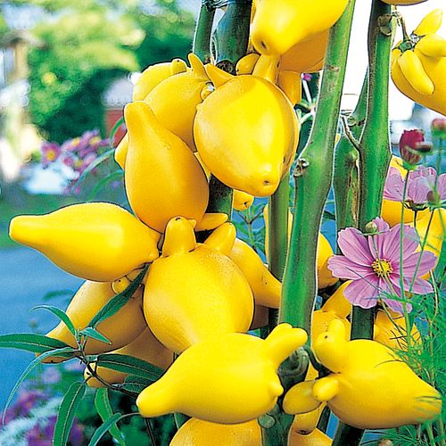 フォックスフェイス 種 苗 ガーデニング用品の タキイネット通販