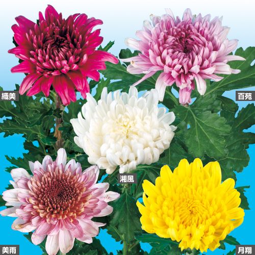 8月 盆 咲き大輪菊 セット 種 苗 ガーデニング用品の タキイネット通販