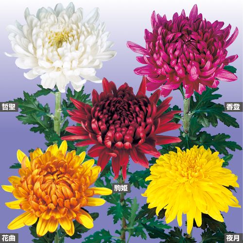 11月咲き大輪菊 セット 種 苗 ガーデニング用品の タキイネット通販