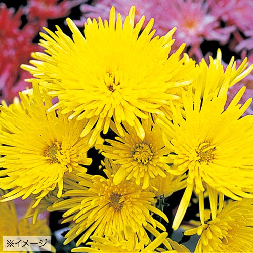 食用菊 十五夜 種 苗 ガーデニング用品の タキイネット通販