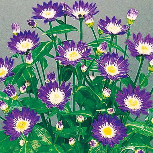 都忘れ みのる紫 種 苗 ガーデニング用品の タキイネット通販