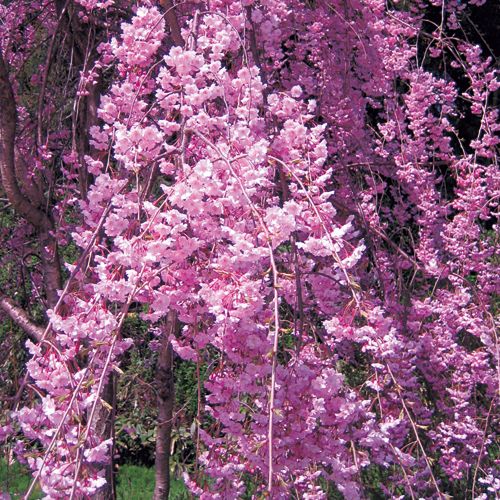 サクラ 八重紅しだれ 種 苗 ガーデニング用品の タキイネット通販