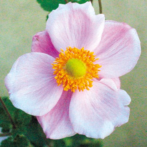 秋明菊 セプテンバーチャーム 大株 種 苗 ガーデニング用品の タキイネット通販