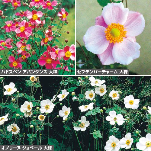 秋明菊3種大株 セット 種 苗 ガーデニング用品の タキイネット通販