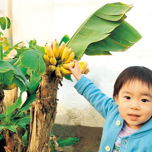 バナナ・ドワーフモンキーバナナ| 種・苗・ガーデニング用品の【タキイ 