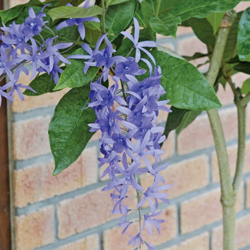 ペトレア ヴォルビリス 大輪系 種 苗 ガーデニング用品の タキイネット通販