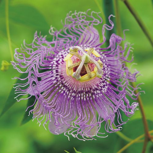 トケイソウ チャボトケイソウ 種 苗 ガーデニング用品の タキイネット通販