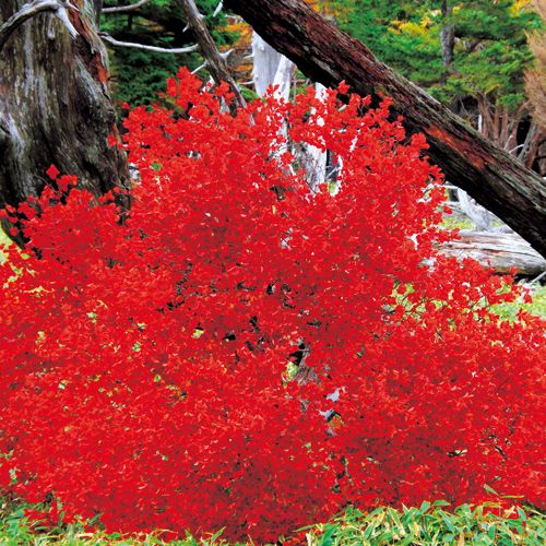 紅ドウダンツツジ 種 苗 ガーデニング用品の タキイネット通販