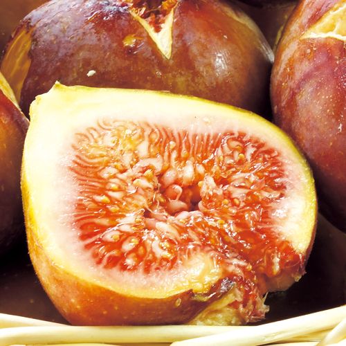 イチジク 早生日本種 種 苗 ガーデニング用品の タキイネット通販