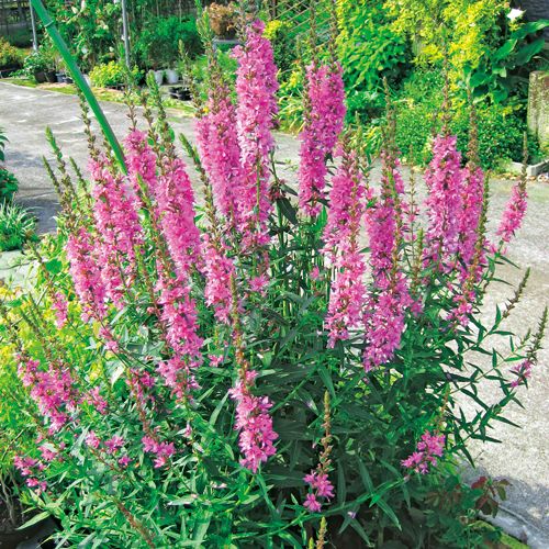 西洋ミソハギ モルダンピンク 種 苗 ガーデニング用品の タキイネット通販