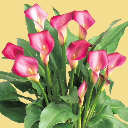 カラー ピンクパピー 種 苗 ガーデニング用品の タキイネット通販