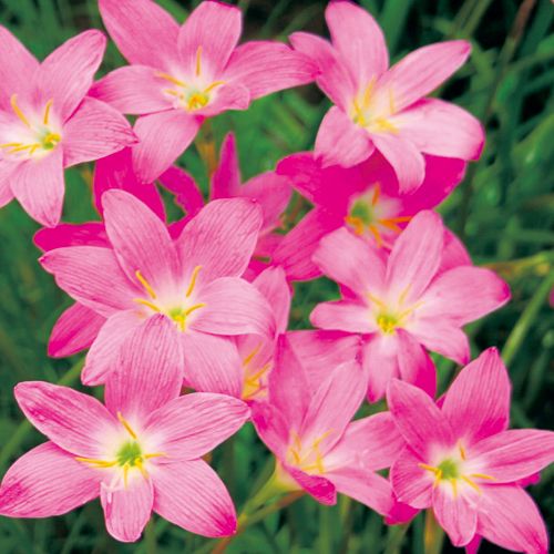 ゼフィランサス ロゼア 種 苗 ガーデニング用品の タキイネット通販