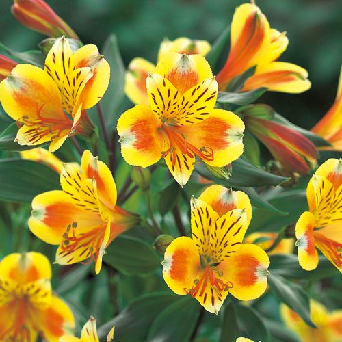 ガーデンアルストロメリア サマーブリーズ 種 苗 ガーデニング用品の タキイネット通販