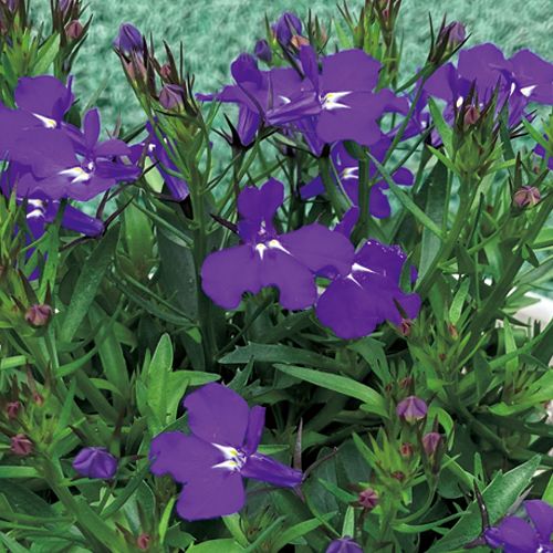 春色くれよん ロベリア ぐんじょう 種 苗 ガーデニング用品の タキイネット通販