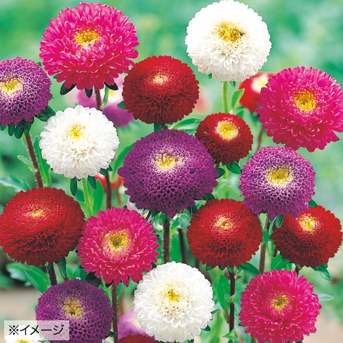 アスター ポンポン 混合 種 苗 ガーデニング用品の タキイネット通販