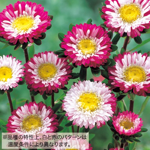 アスター 彗星 種 苗 ガーデニング用品の タキイネット通販