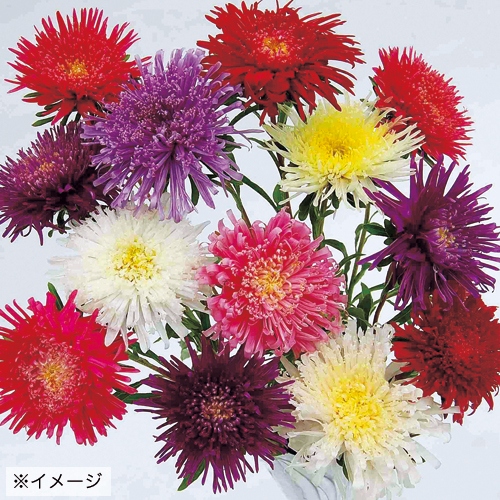 アスター スイスターミックス 種 苗 ガーデニング用品の タキイネット通販