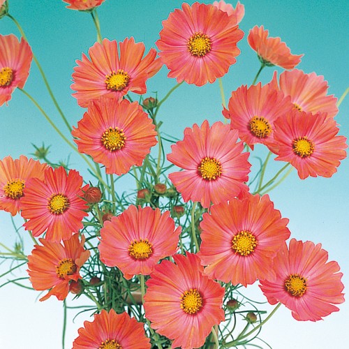 コスモス オレンジキャンパス 種 苗 ガーデニング用品の タキイネット通販