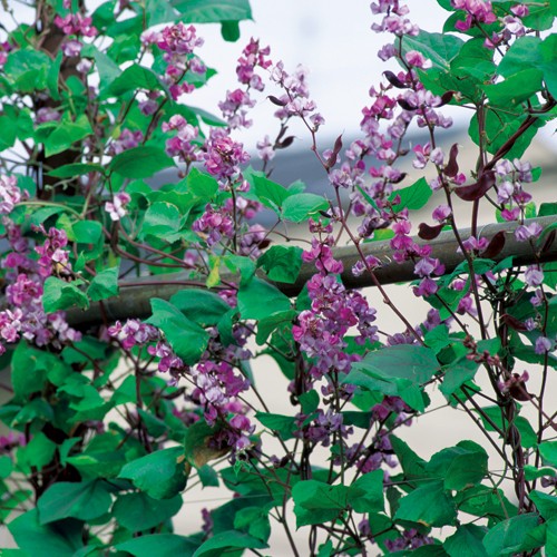 ドリチョス ラブラブ ルビームーン 種 苗 ガーデニング用品の タキイネット通販 ドリチョス ラブラブ ルビームーン 種 苗 ガーデニング用品の タキイネット通販