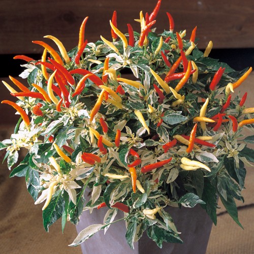 観賞用とうがらし ウチュウ クリームレッド 種 苗 ガーデニング用品の タキイネット通販 観賞用とうがらし ウチュウ クリームレッド 種 苗 ガーデニング用品の タキイネット通販