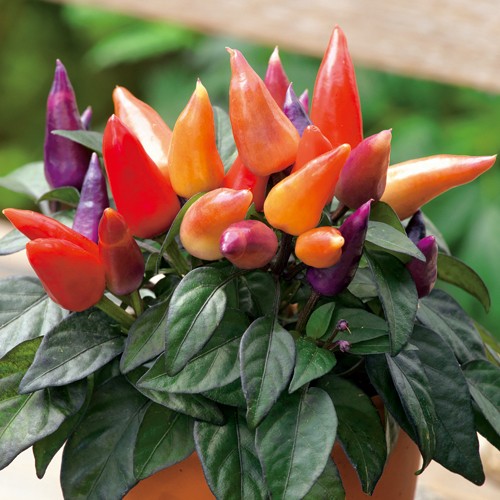 観賞用とうがらし コンガ 種 苗 ガーデニング用品の タキイネット通販 観賞用とうがらし コンガ 種 苗 ガーデニング用品の タキイネット通販