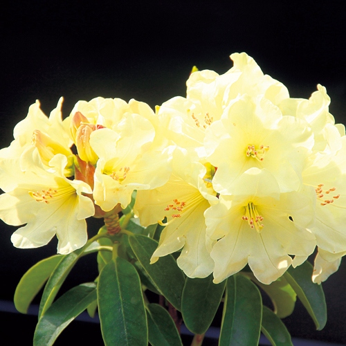 シャクナゲ 黄龍 種 苗 ガーデニング用品の タキイネット通販