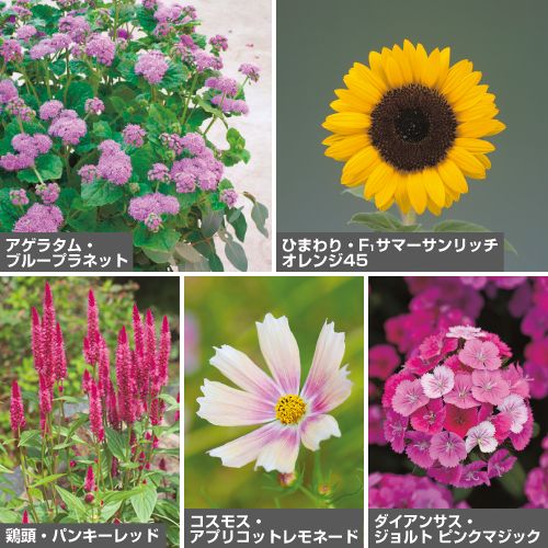 切花用草花タネセット（春）| 種・苗・ガーデニング用品の【タキイ