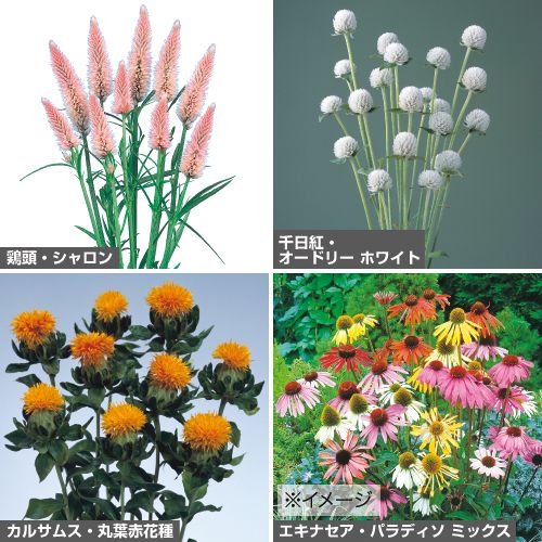 定番ドライフラワーに向く草花タネ セット 春 種 苗 ガーデニング用品の タキイネット通販