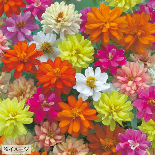 百日草 ジニア ザハラダブル ミックス 種 苗 ガーデニング用品の タキイネット通販
