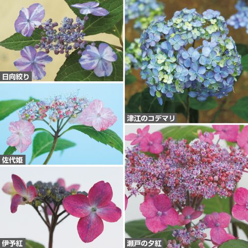 紫陽花 苗 ５種５苗セット | tspea.org