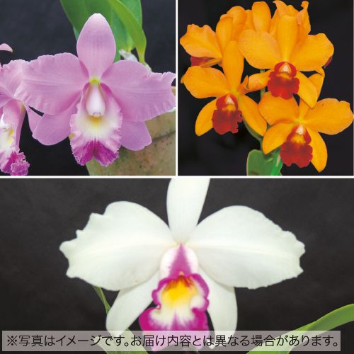 ミディカトレア おまかせ3種 ミックス 種 苗 ガーデニング用品の タキイネット通販