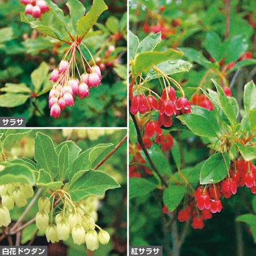 更紗ドウダンツツジ3種 セット 種 苗 ガーデニング用品の タキイネット通販