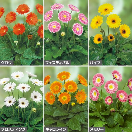 宿根ガーベラ 大輪ガルビネアスイート6種 セット 種 苗 ガーデニング用品の タキイネット通販