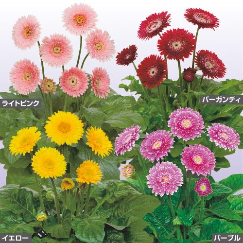 宿根ガーベラ ガルビネア マジェスティック4種 セット 種 苗 ガーデニング用品の タキイネット通販