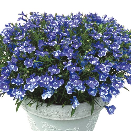 春色くれよん ロベリア そらいろ 種 苗 ガーデニング用品の タキイネット通販