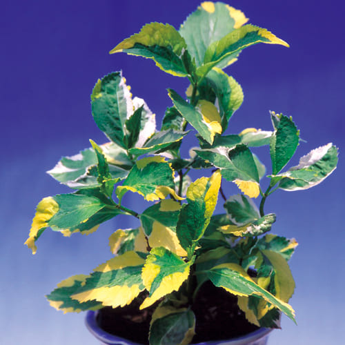 アジサイ レモンウェーブ 種 苗 ガーデニング用品の タキイネット通販